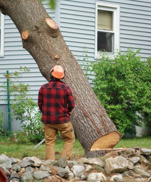 tree-removal-service